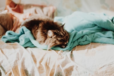 睡在青色棉被上的猫